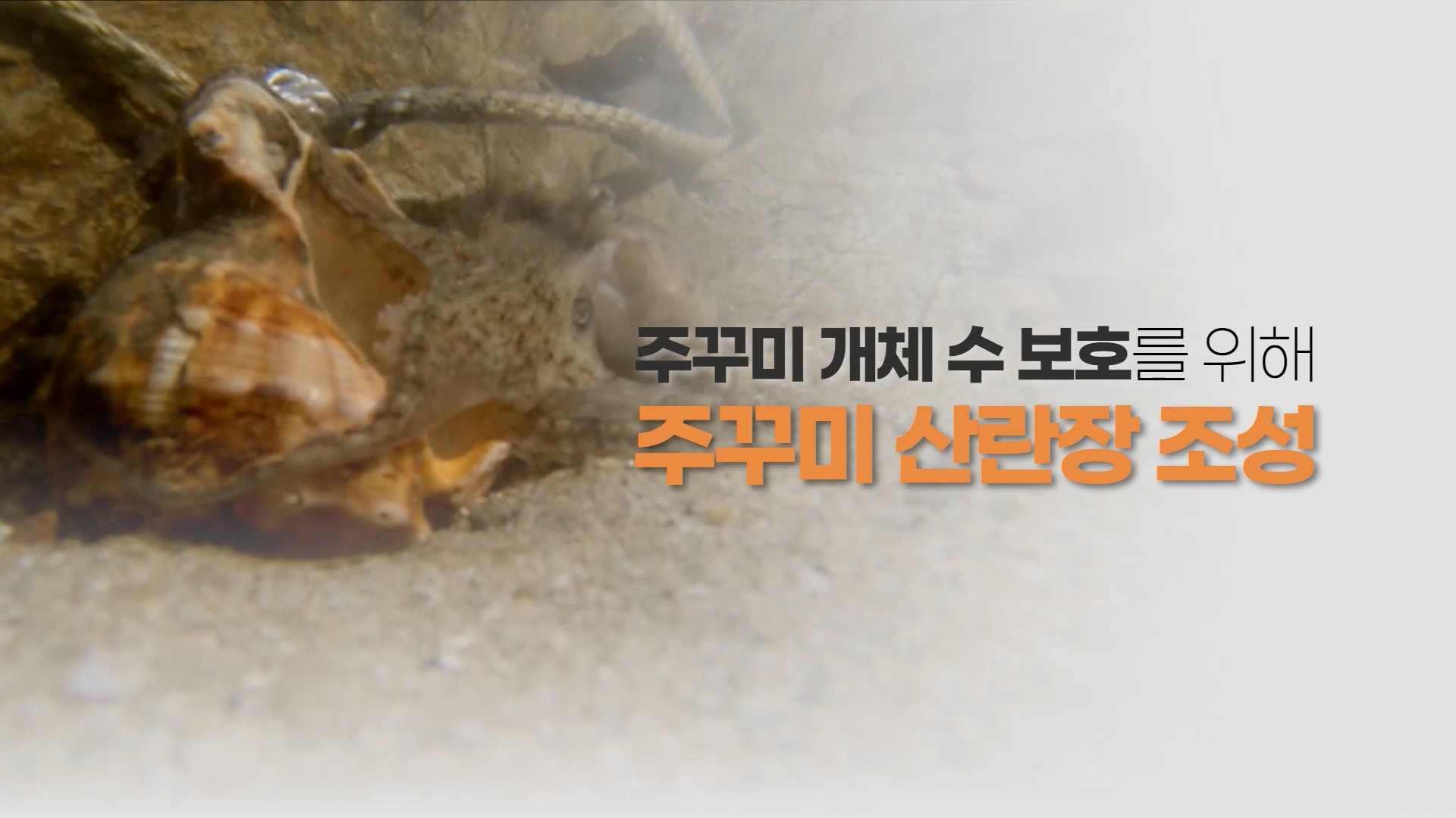 주꾸미 먹지만 말고 보호해 주세요